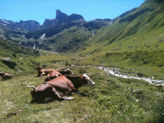 Chalets de la Vanoise, N° 5204